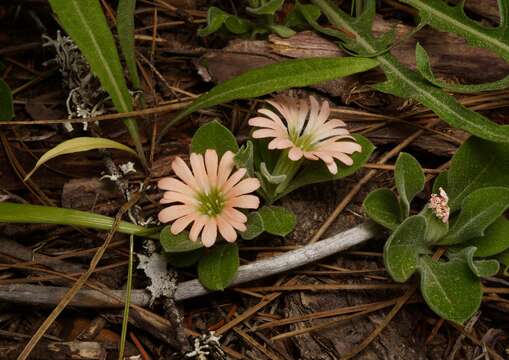 Image of Klamath Mountain catchfly