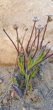 Sivun Ceropegia erectiflora (N. E. Br.) Bruyns kuva