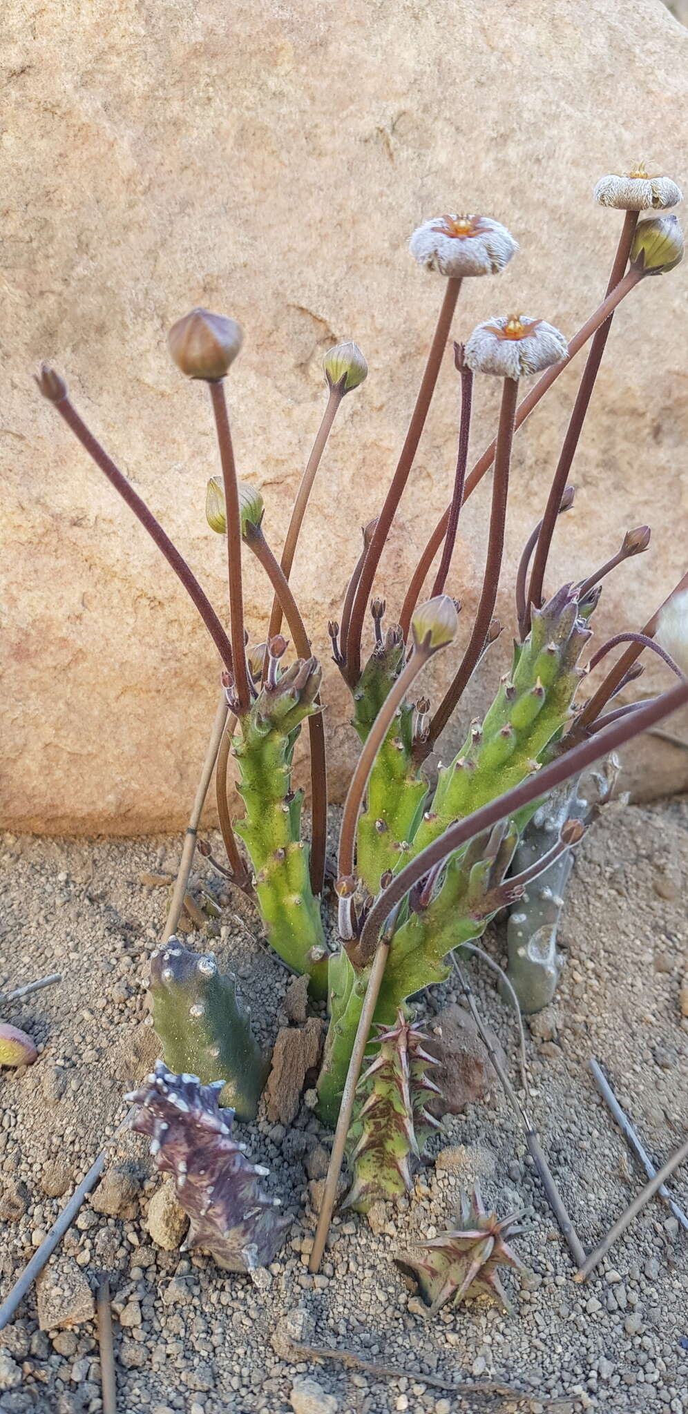 Image de Ceropegia erectiflora (N. E. Br.) Bruyns