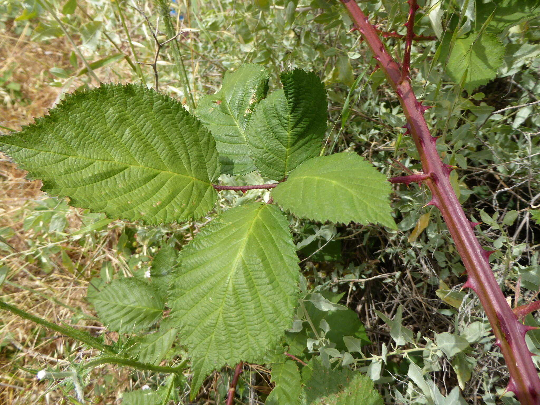 Image of Himalayan blackberry