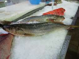 Image of Gray weakfish