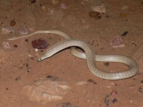 Image of Speckled Brown Snake