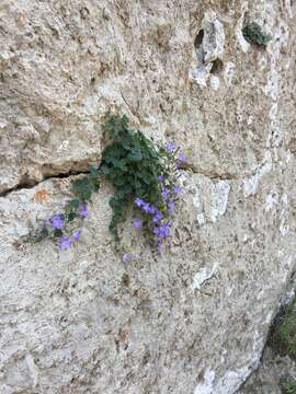 Image of Campanula cremnophila