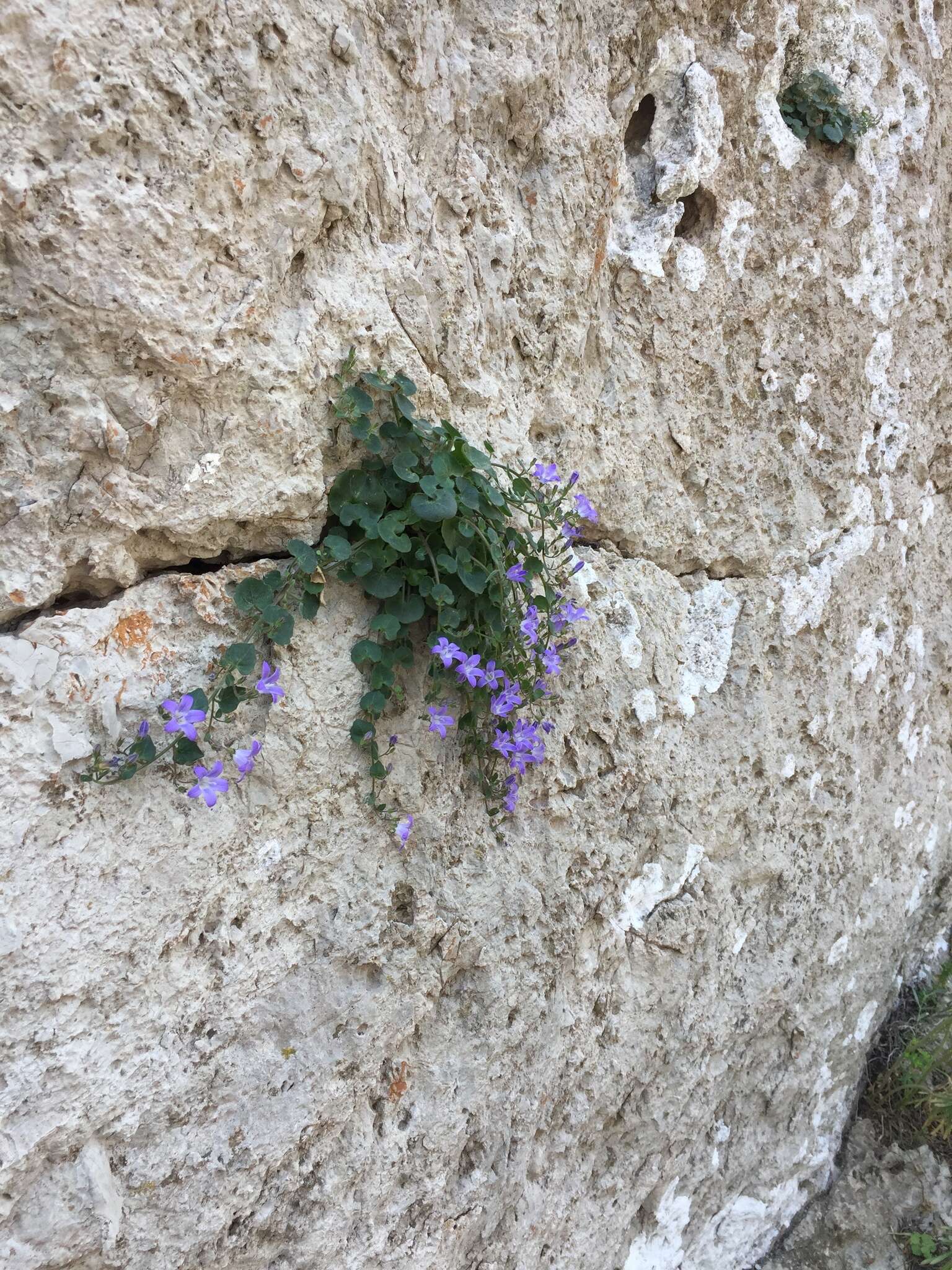 Imagem de Campanula cremnophila