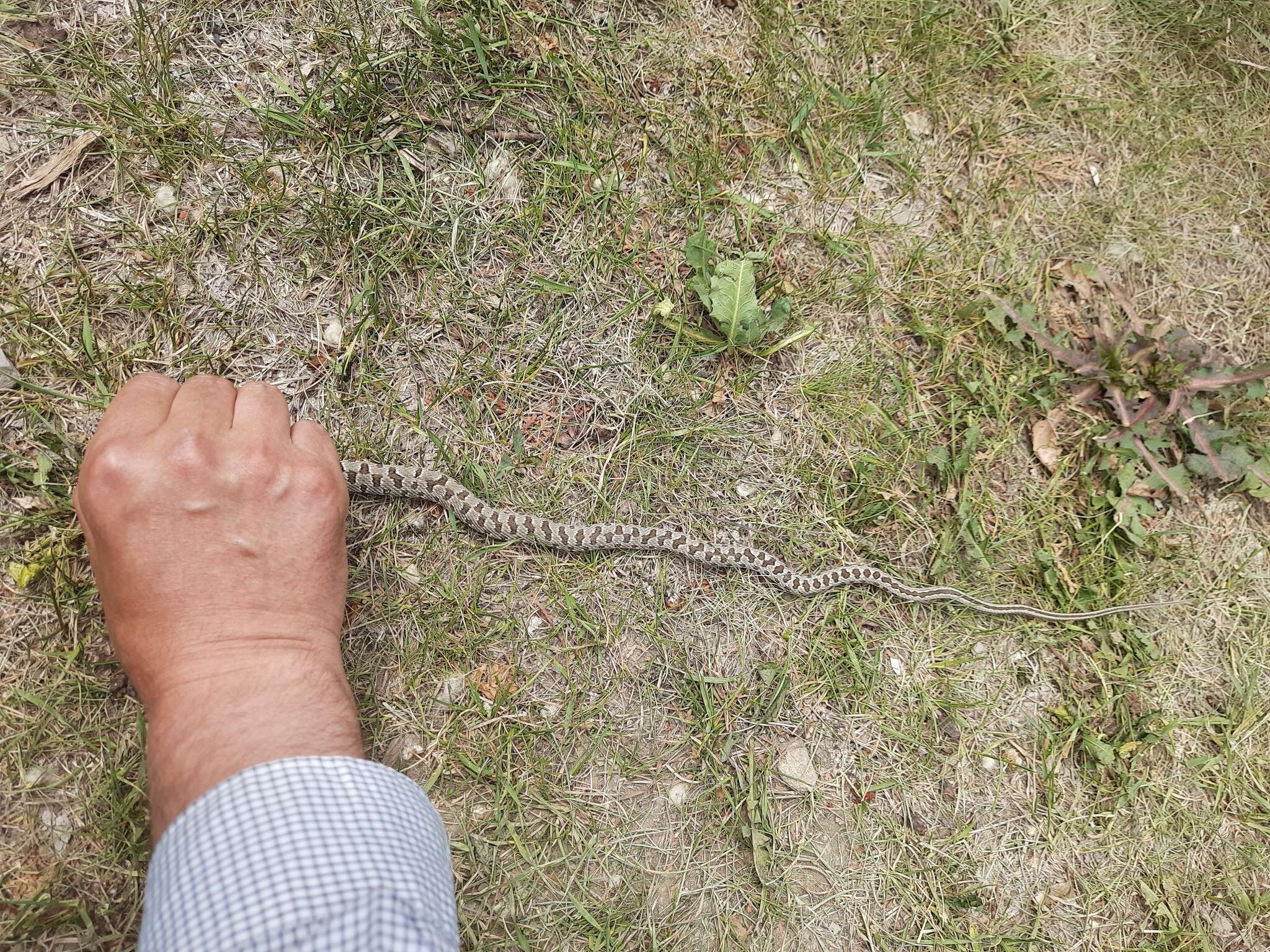 Image of Spotted Wipe Snake