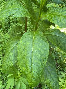 Imagem de Pokeweed mosaic virus