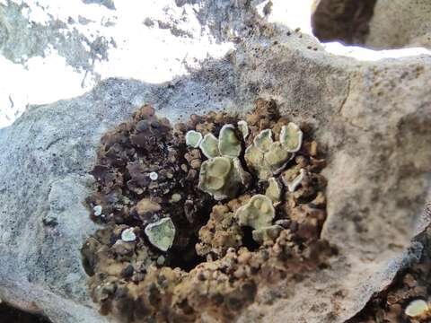 Image of lecidea lichen