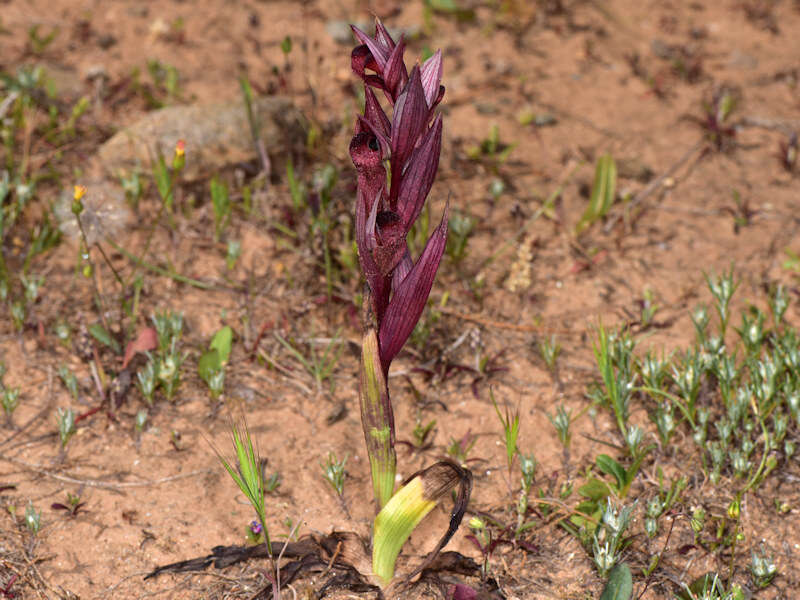 Image of Serapias orientalis (Greuter) H. Baumann & Künkele