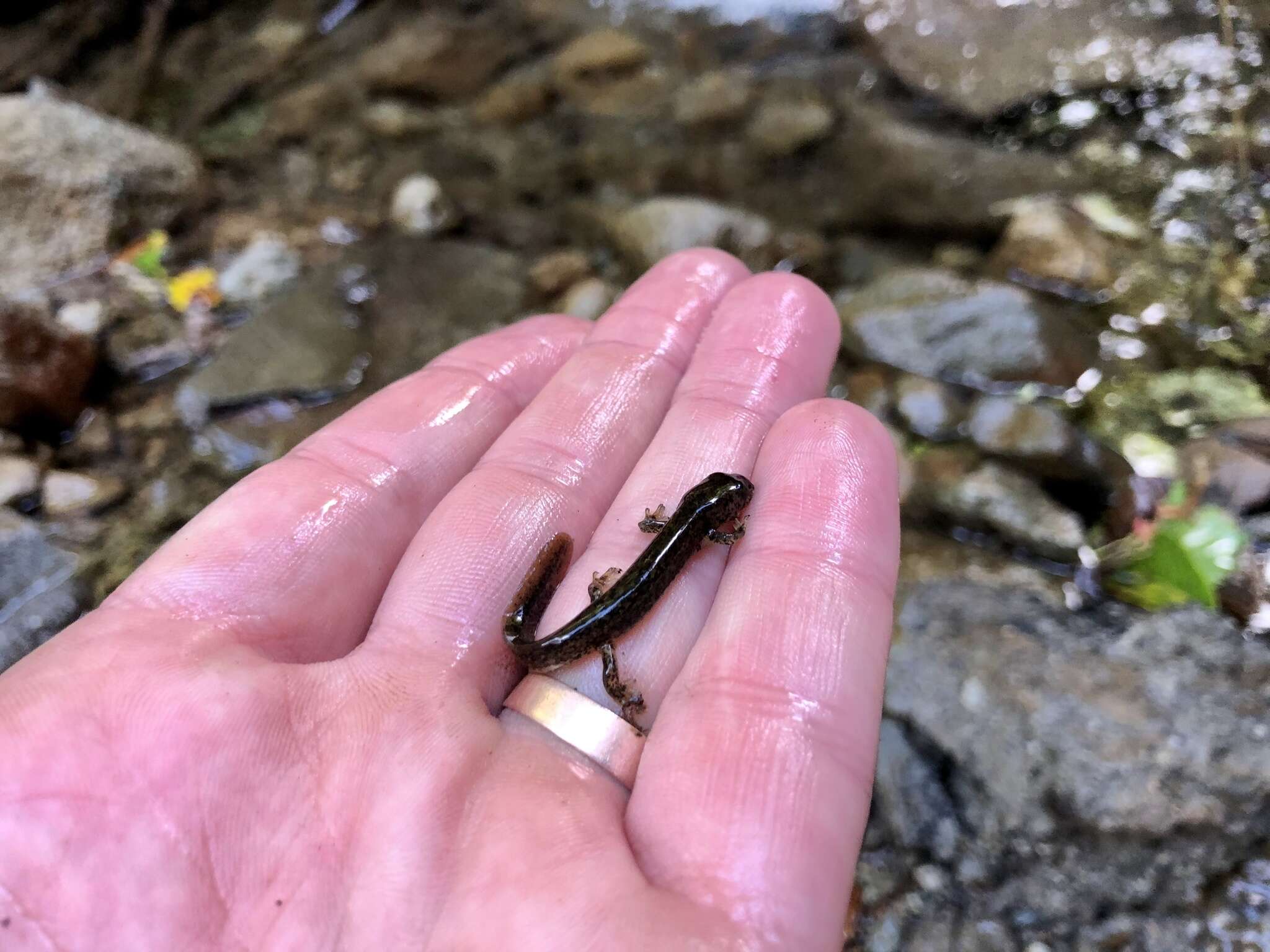 Image of Japanese Clawed Salamander