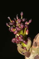 Image of Fraxinus angustifolia subsp. angustifolia