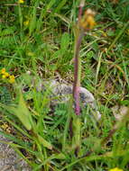 Image of Tragopogon orientalis L.