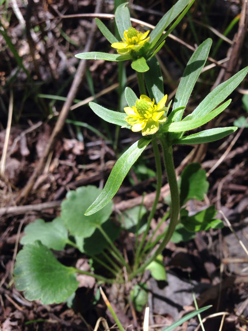 Image of Graceful Buttercup