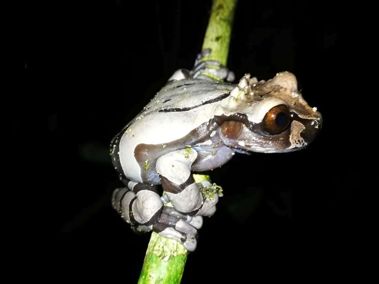 Image of Coronated Treefrog