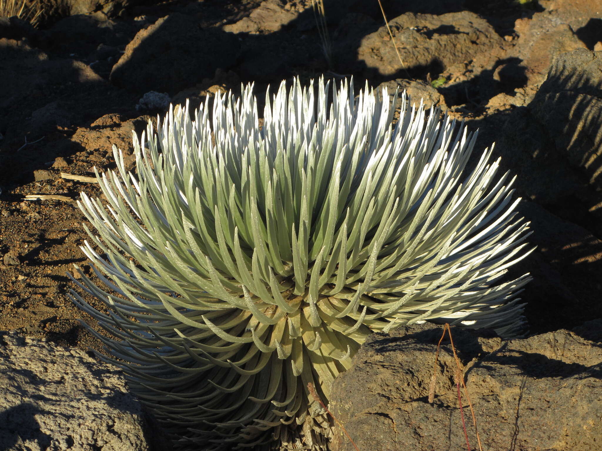 Слика од Argyroxiphium sandwicense subsp. macrocephalum (A. Gray) A. Meyrat