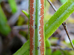 Image of Fern