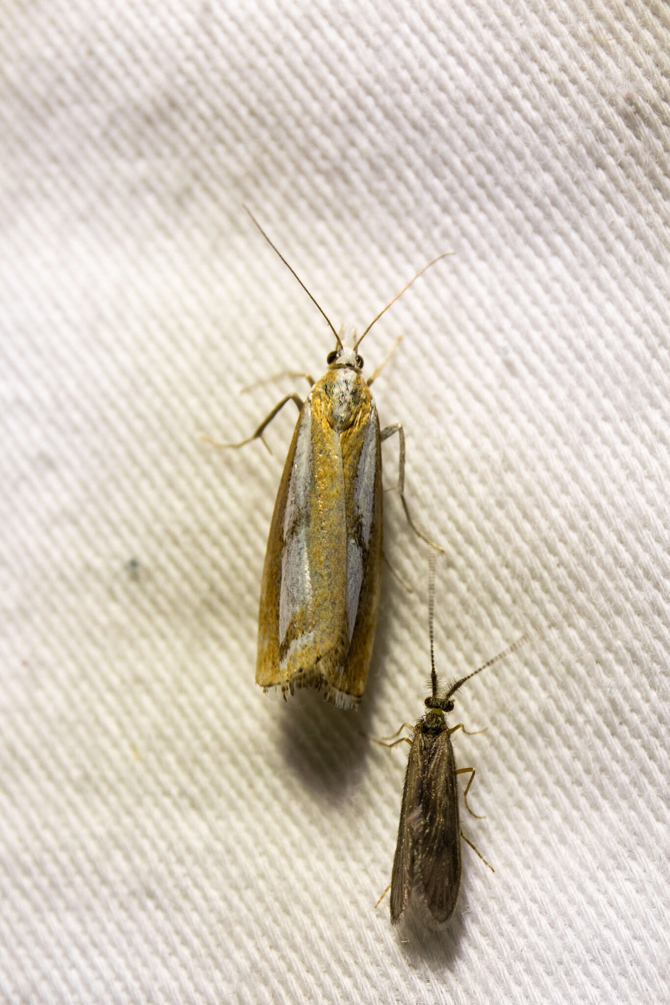 صورة Catoptria latiradiellus Walker 1863