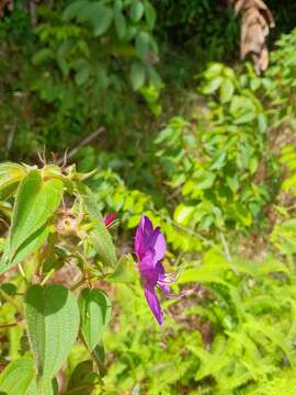 Imagem de Rhynchanthera grandiflora (Aubl.) DC.