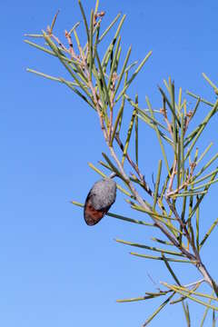 Image of Hakea leucoptera R. Br.