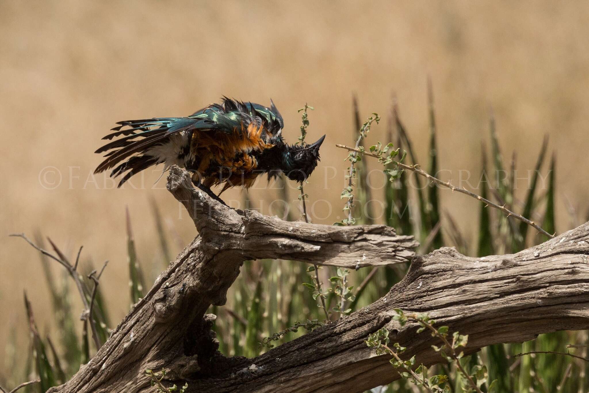 Image of Superb Starling