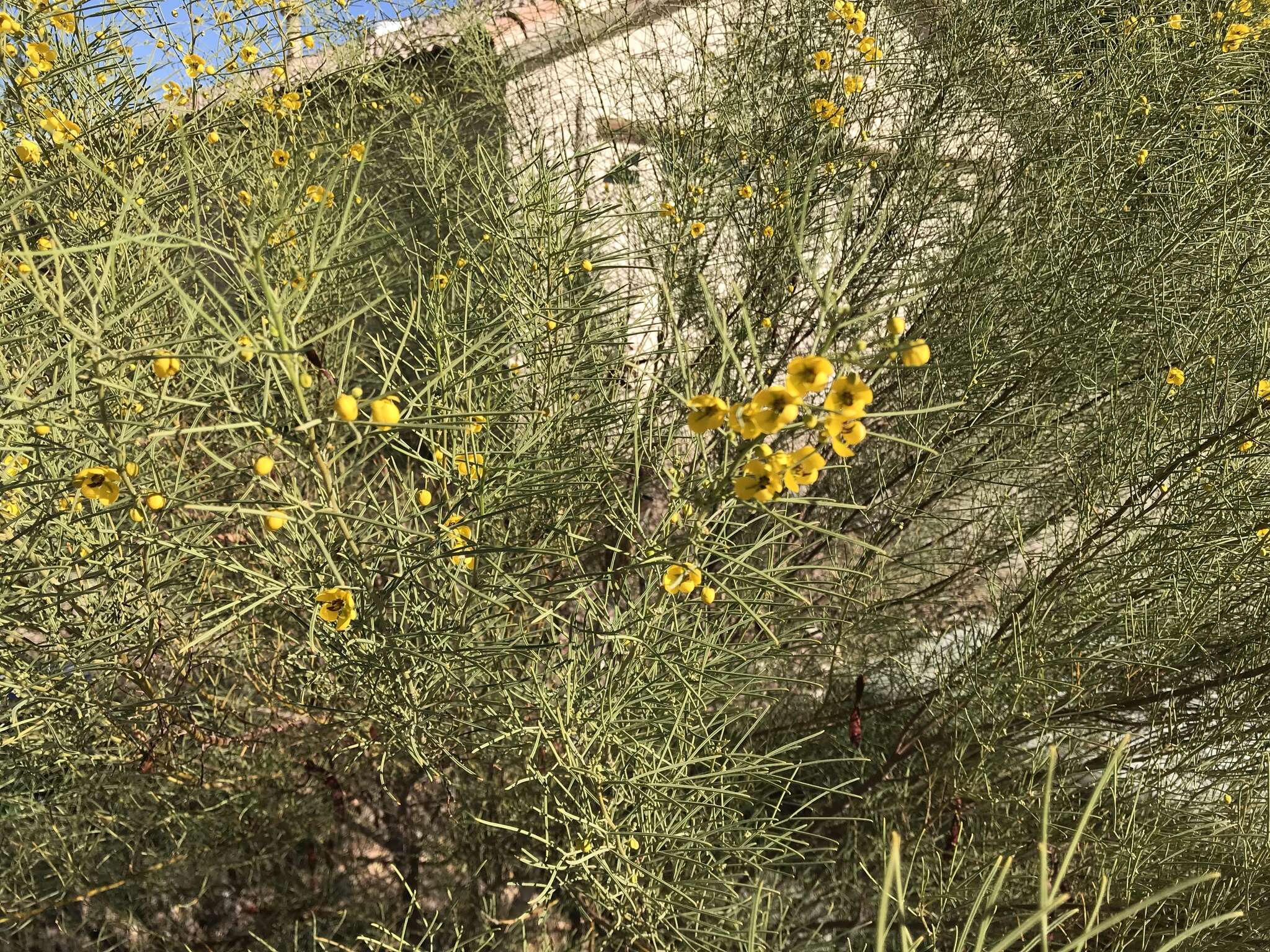 Image of Burnt-leaved Acacia