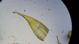 Image de <i>Campyliadelphus chrysophyllus</i>