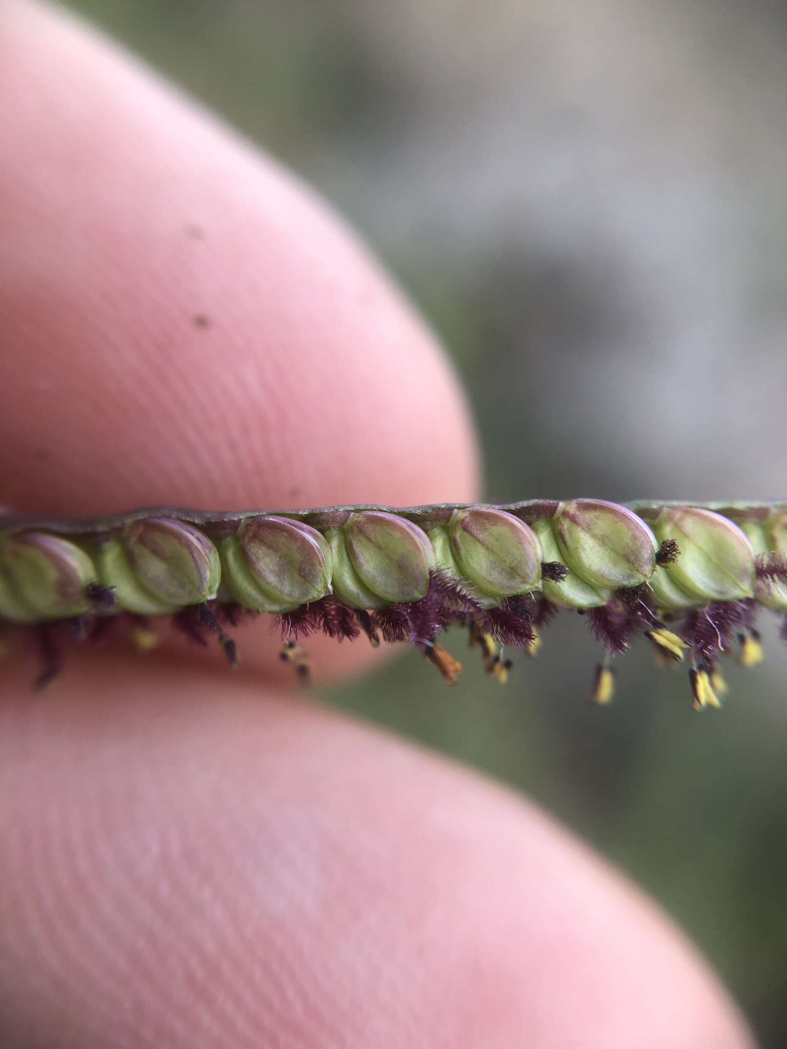 Image de Paspalum arundinaceum Poir.