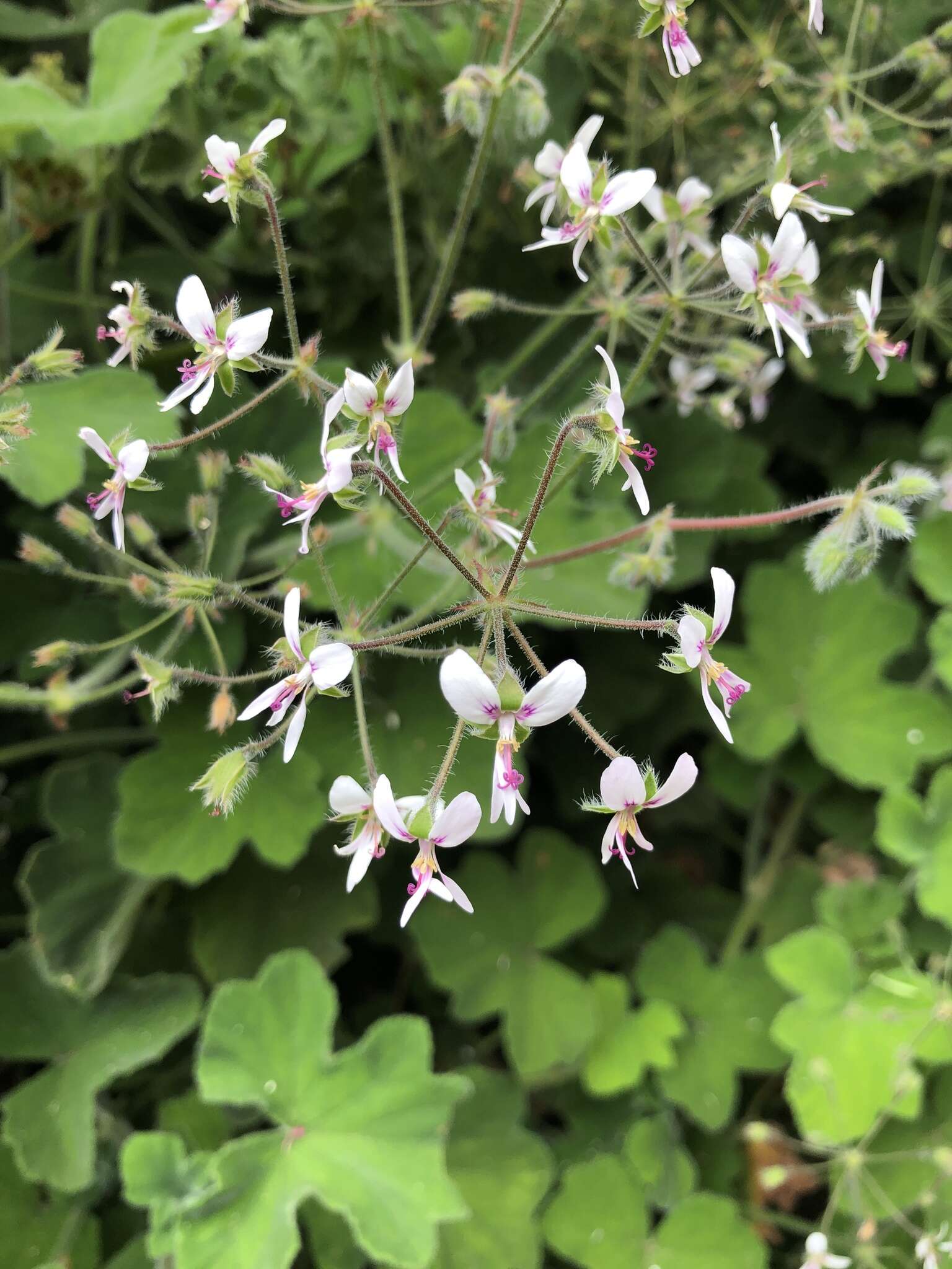 Image of Pelargonium tomentosum Jacq.