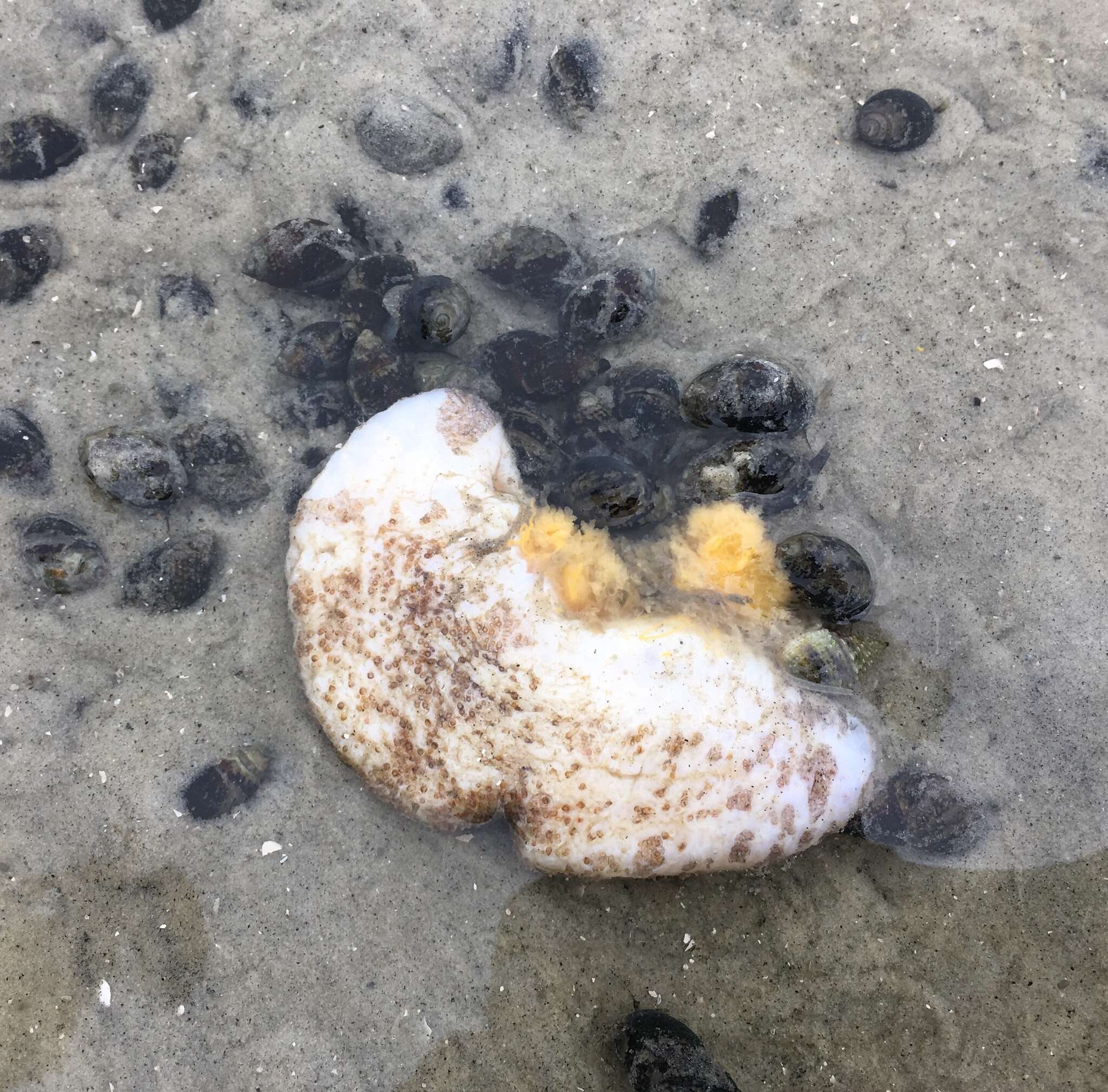 Image of splendid sea cucumber