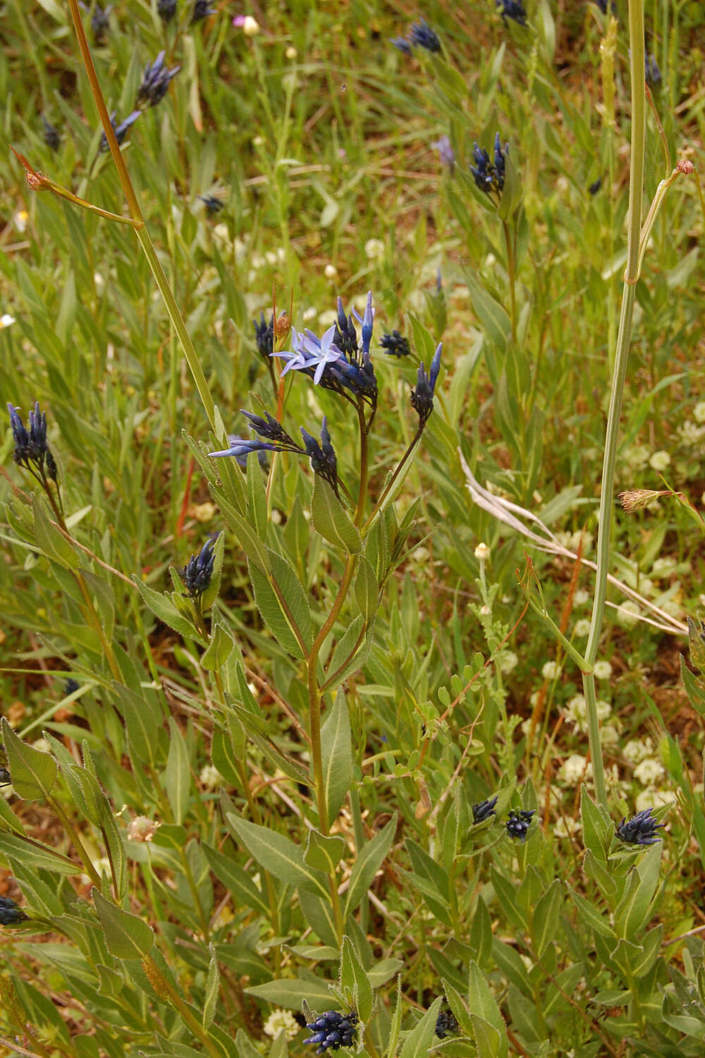 Plancia ëd Amsonia orientalis Decne.