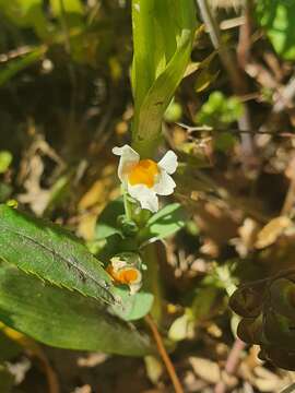 Imagem de Linaria reflexa (L.) Desf.