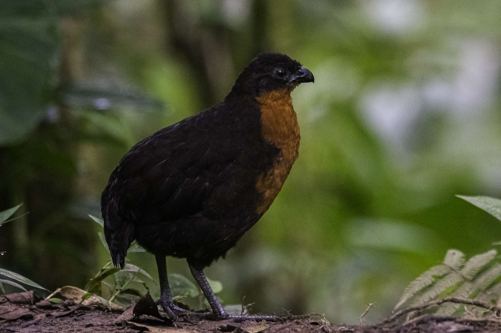 Image of Dark-backed Wood Quail