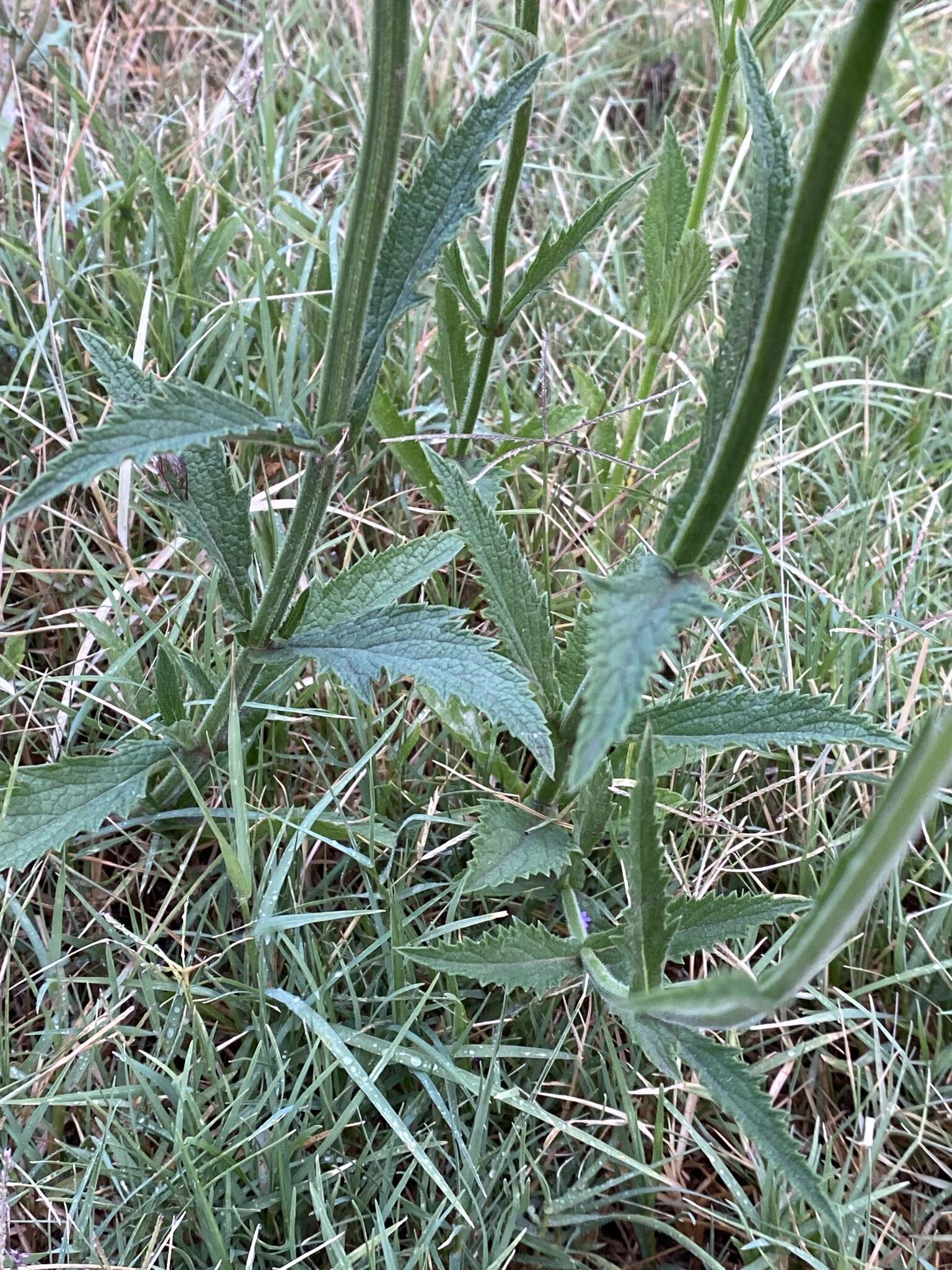 Image of Verbena intermedia Gillies & Hook.