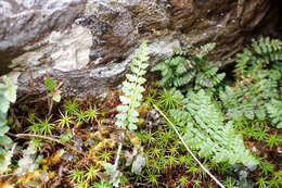 Imagem de Polystichum lachenense (Hook.) Bedd.