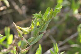 Image of Goodenia amplexans F. Müll.