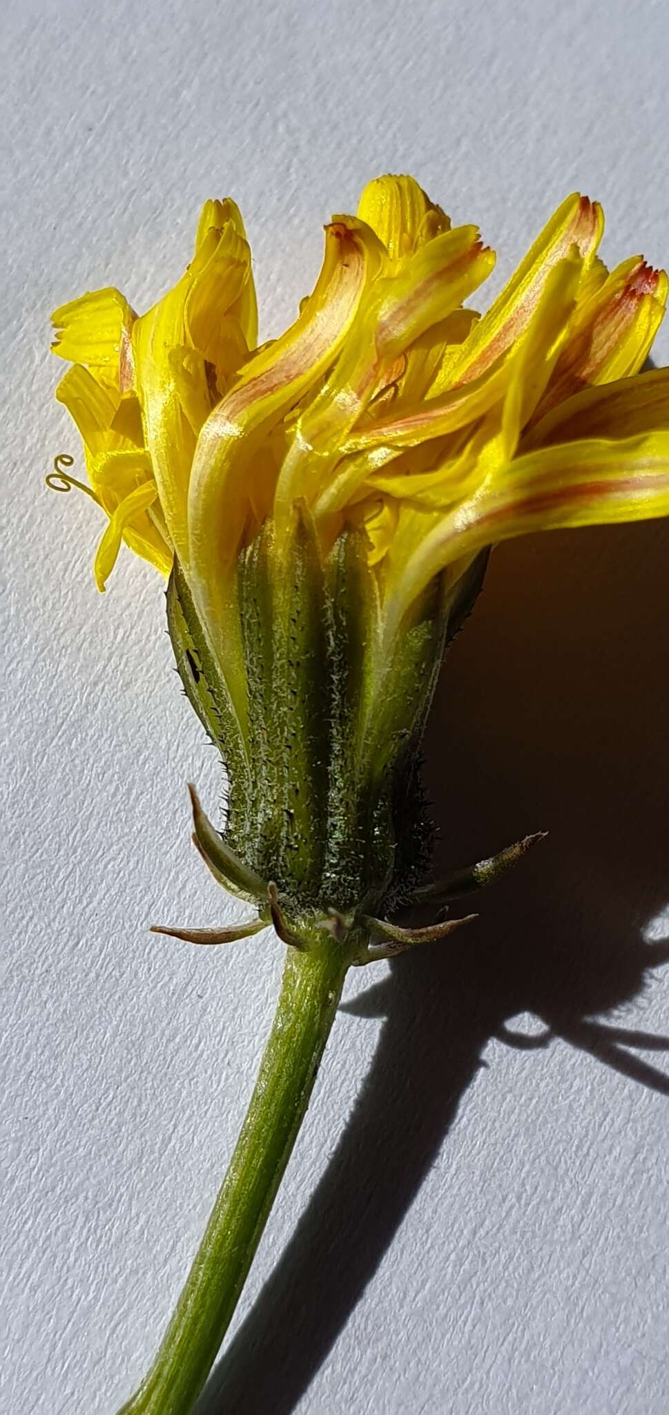 Image of beaked hawksbeard