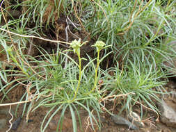 Image of Encelia stenophylla Greene