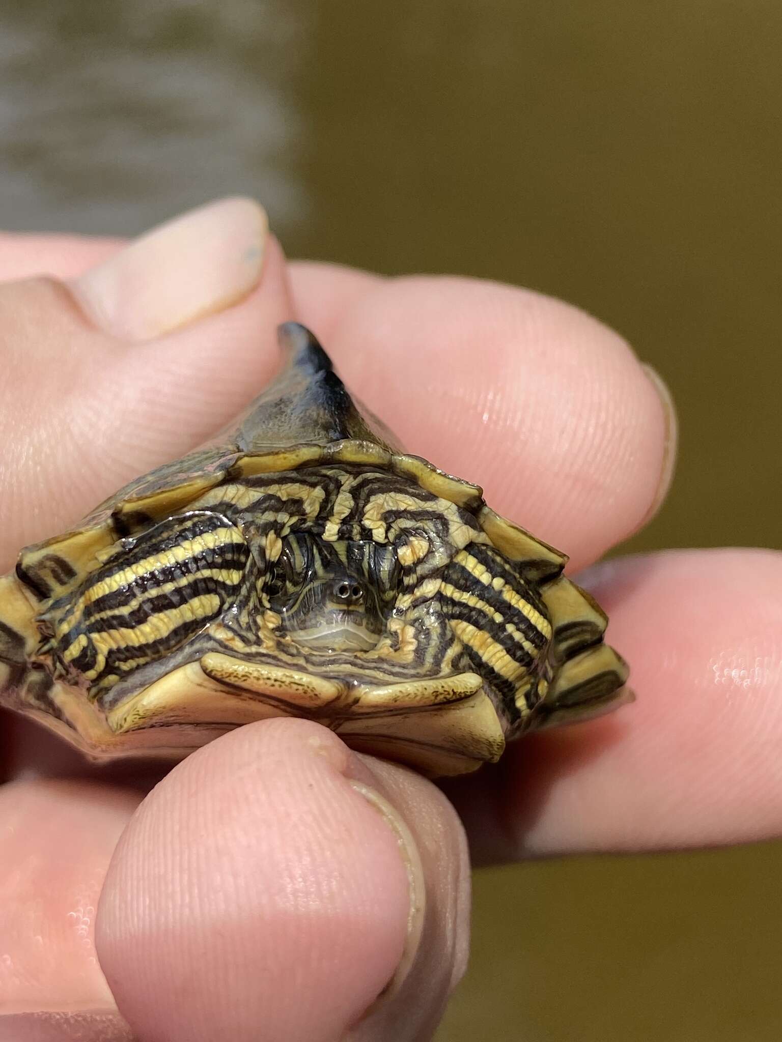 Image of Escambia Map Turtle