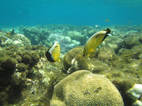 Image of Blacktail Butterflyfish