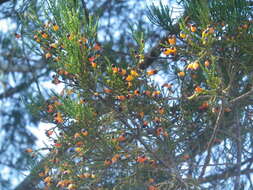 Image of dacrycarpus