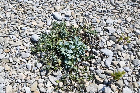 Image de Mertensia maritima subsp. maritima