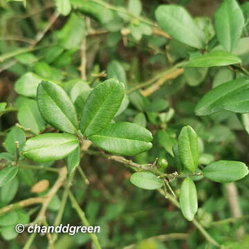 Atalantia buxifolia (Poir.) Oliv. resmi