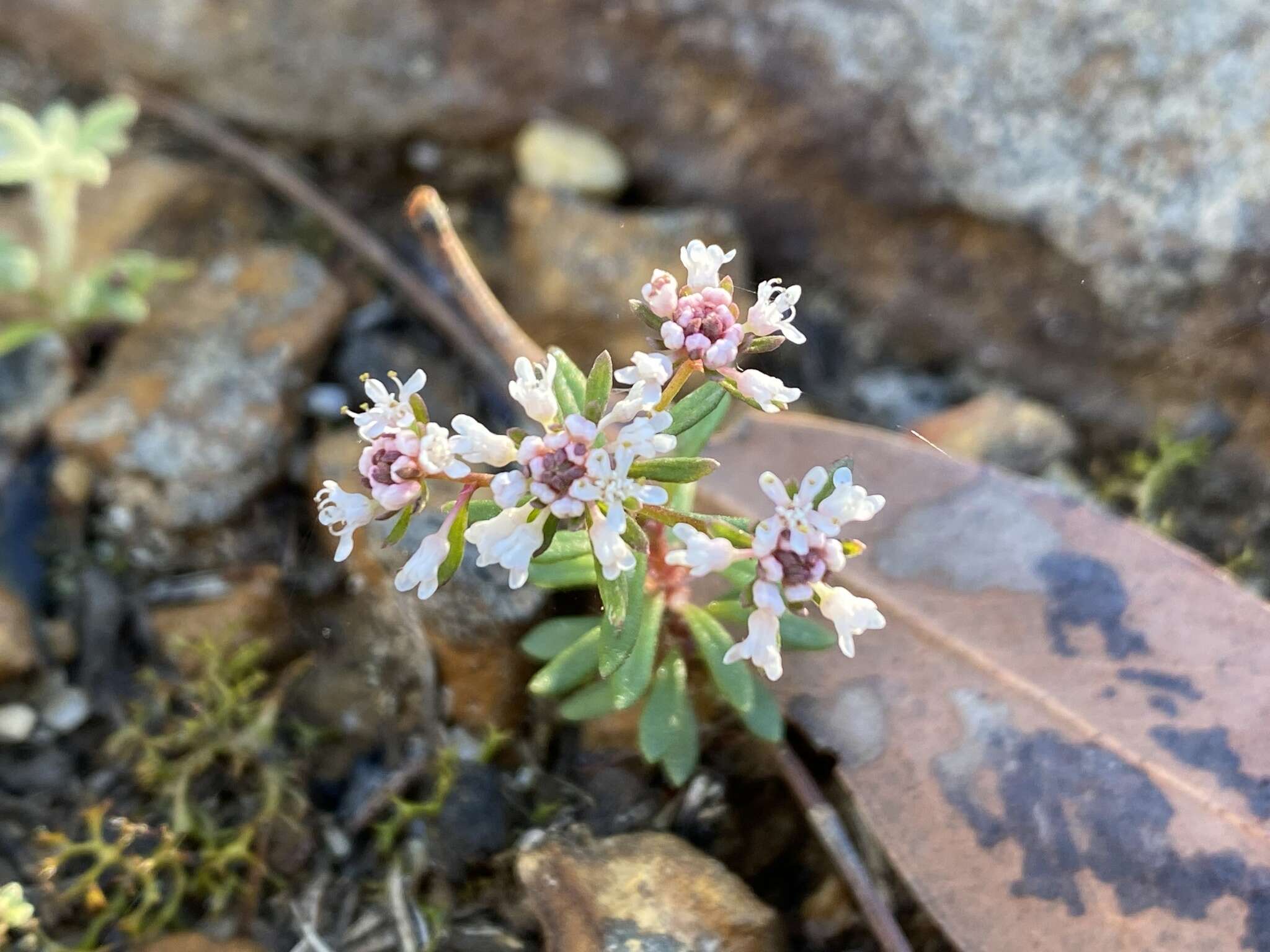 Imagem de Poranthera ericifolia Rudge