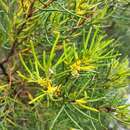 Plancia ëd Persoonia mollis subsp. caleyi (R. Br.) S. L. Krauss & L. A. S. Johnson