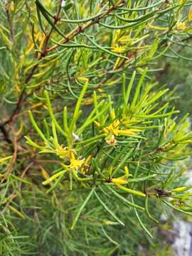 Plancia ëd Persoonia mollis subsp. caleyi (R. Br.) S. L. Krauss & L. A. S. Johnson