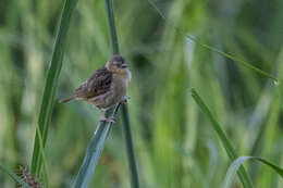 Image of Northern Brown-throated Weaver