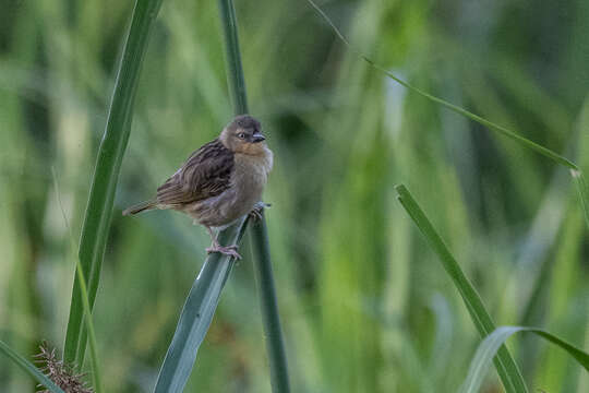 Image of Northern Brown-throated Weaver