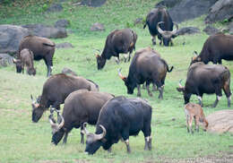 Image of Gaur