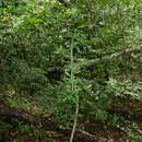 Image of Euphorbia drupifera Thonn.