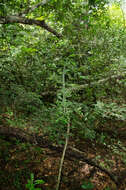 Image of Euphorbia drupifera Thonn.