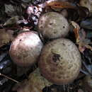 Image of Psathyrella duchesnayensis A. H. Sm. 1972